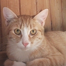 Kalif