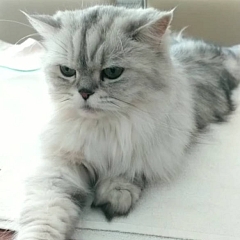 Sultan