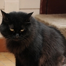 Myri