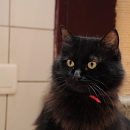 Myri