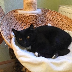 schwarze Kätzin