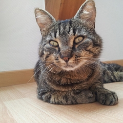 Kasimir