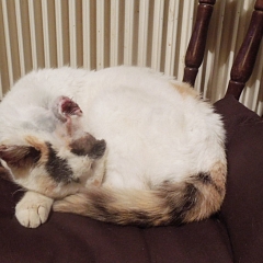 Lilica