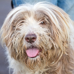 Oskar 2