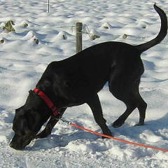 Laika