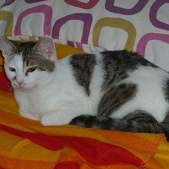 Monty