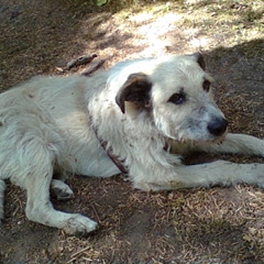Max (Struppi)