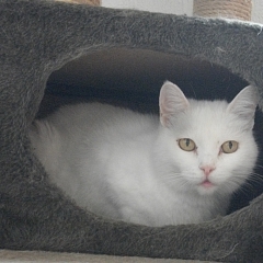 Kalinka