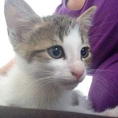 Theo
