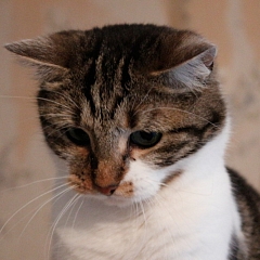 Koshida