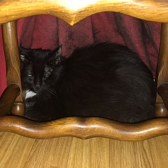 Bebe
