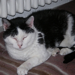 Molly