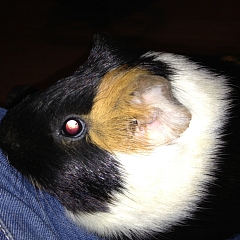 Clover