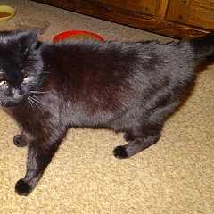 Katzenopa Pussy_Oldy