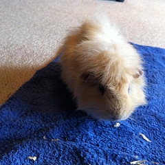 Gismo