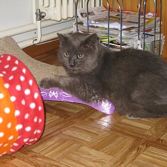 Pepper