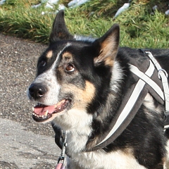 Balou