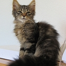 Kimba