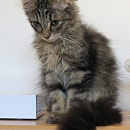 Kimba