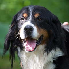 Ben