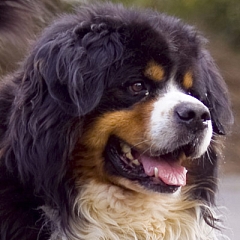 Orso