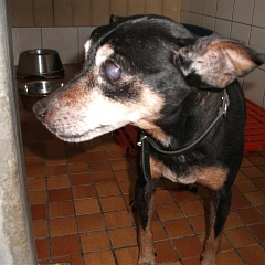 Bijou