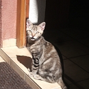 Rocco