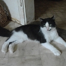 Junior