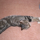 Minou