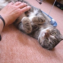 Minou