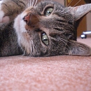 Minou