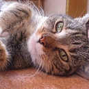 Minou