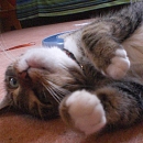 Minou