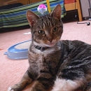 Minou