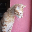 Tito
