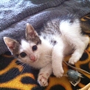 Jemy