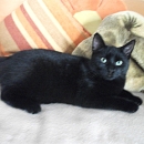 Gracie