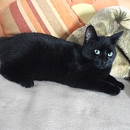 Gracie