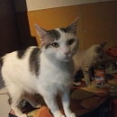 Jasper