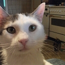 Jasper