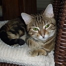 Phoebe