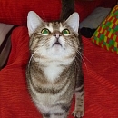 Phoebe