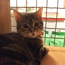 Phoebe