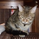 Phoebe