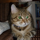 Phoebe