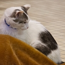 Jasper