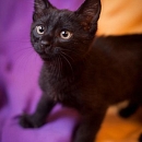 Ramses