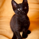Ramses