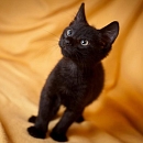 Ramses