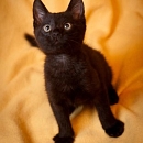 Ramses